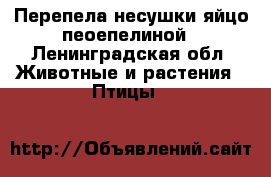 Перепела несушки яйцо пеоепелиной - Ленинградская обл. Животные и растения » Птицы   